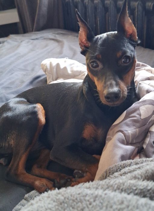 Шукаю кавалера цвергпінчер