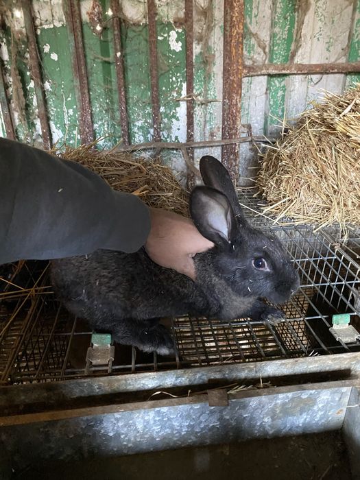Vendo coelhos varios tamanhos