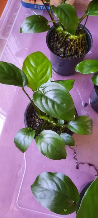 Анубіас Бартера нана, кофефолія