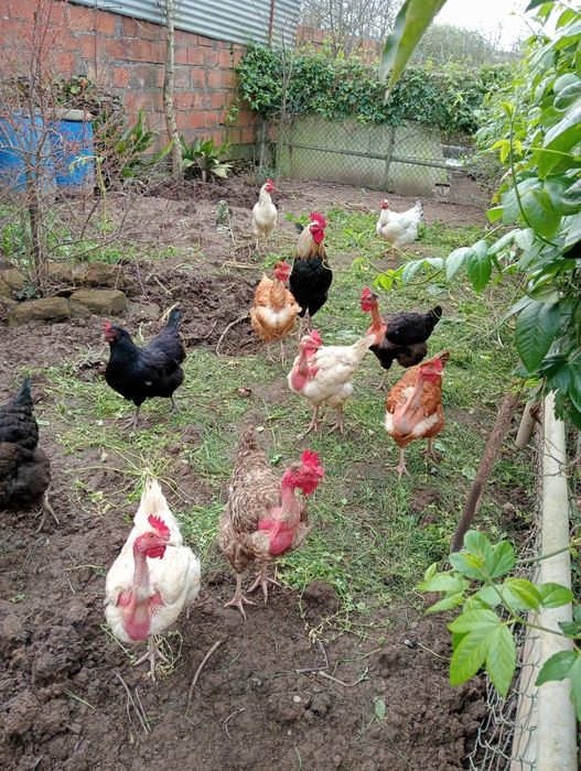 Ovos galados de galinhas caseiras