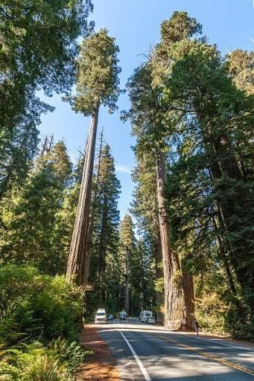 Sementes de sequoia sempreveriens