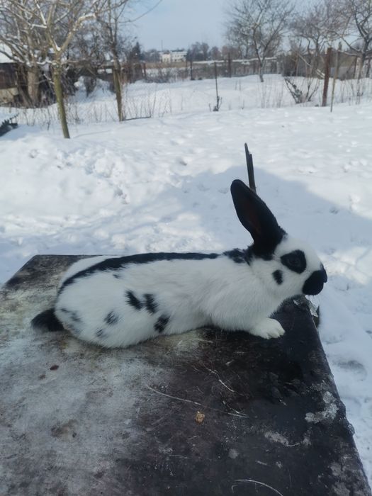 Кролі кролики строкач.