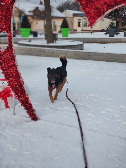 Feliks wraca z DT do boksu pilnie szukamy domu