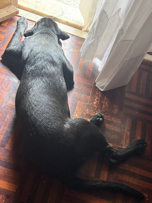 Adoção responsável a procura de uma nova familia para layla
