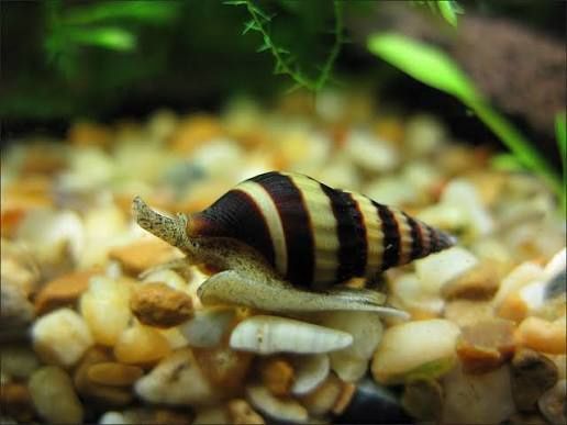 Равлик хелена акваріумна