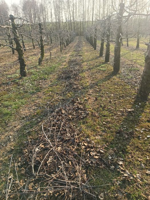Gałęzie patyki z sądu