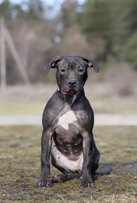 Американський Пітбультер'єр. Цуценята