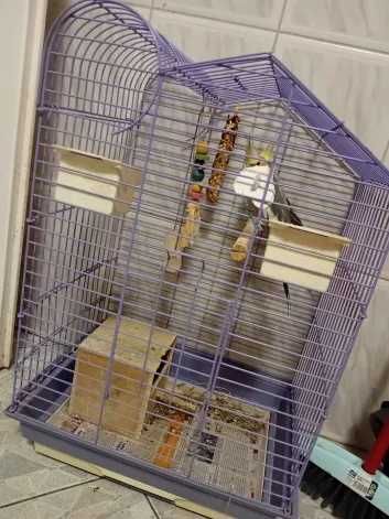 2 Papugi Nimfa Oddam