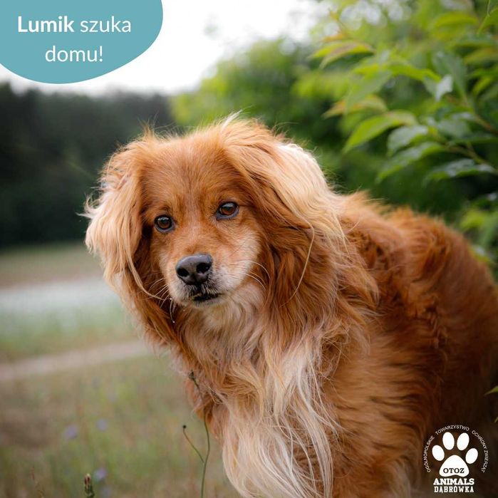 Lumik szuka kochającej rodziny!