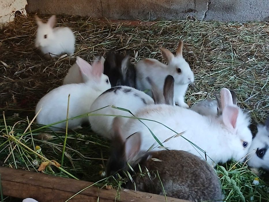 Coelhos anões e cabeça de leão