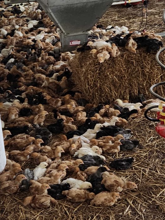 Kury nioski Rosa z wolnego wybiegu prosto od hodowcy. Dowóz Gratis.