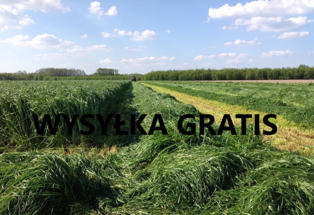 Mieszanka traw lucerna koniczyna gorzowska kupkówka festulolium trawa