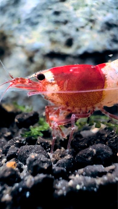 Krewetki Caridina Crystal Red