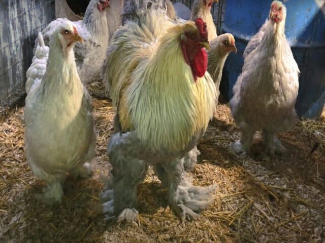 Інкубаційне яйце брама порцелянова, ізабелла