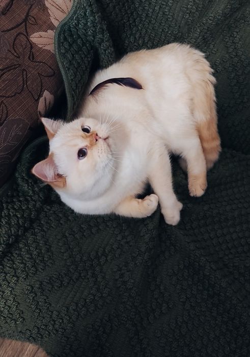 Голубоглазый Шотландец в ожидании кошечек