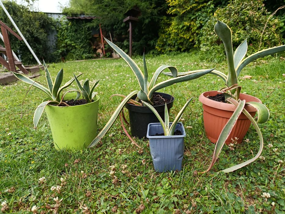 Agawy sadzonki sprzedam