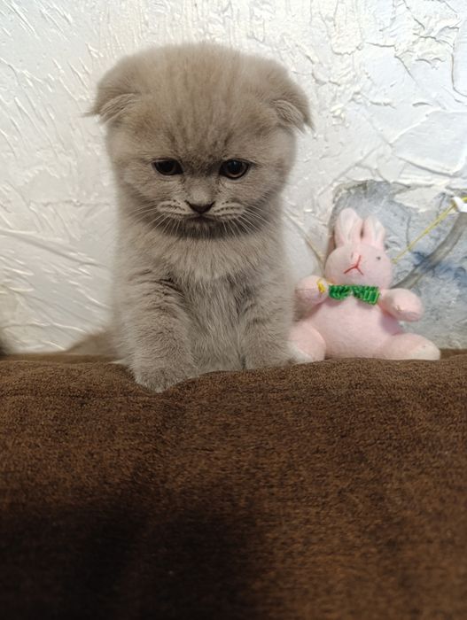 Шотландські котенята