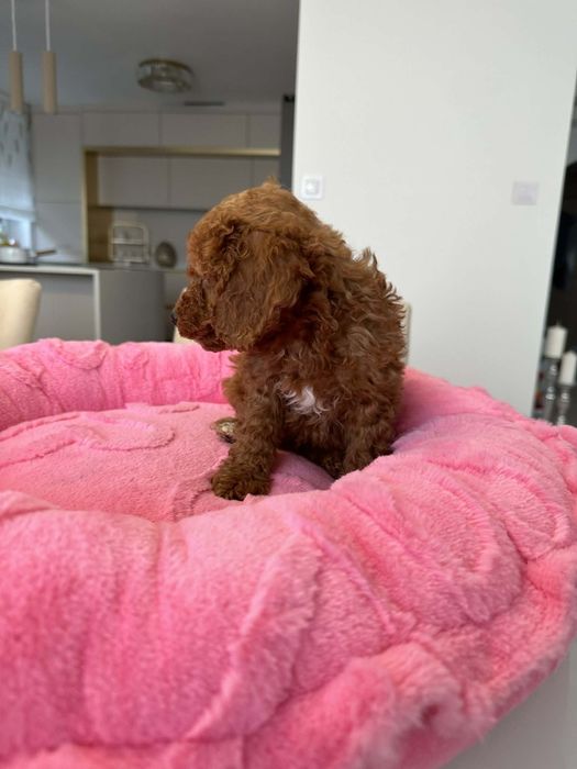 Sunia Pudel miniatura