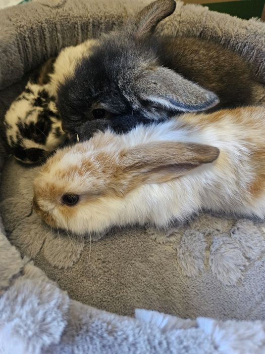 Króliki miniaturowe Mini Loop  Baranek. Sklep zoologiczny Rafa Kraków. Nowe