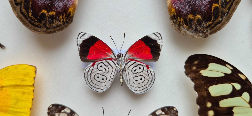 Gablotka motyle Archaeoattacus Diaethria Marpesia i inne na ścianę