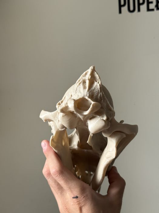 Czaszka 3d wilka skala 1:1 czaszka i żuchwa ruchome lis pies