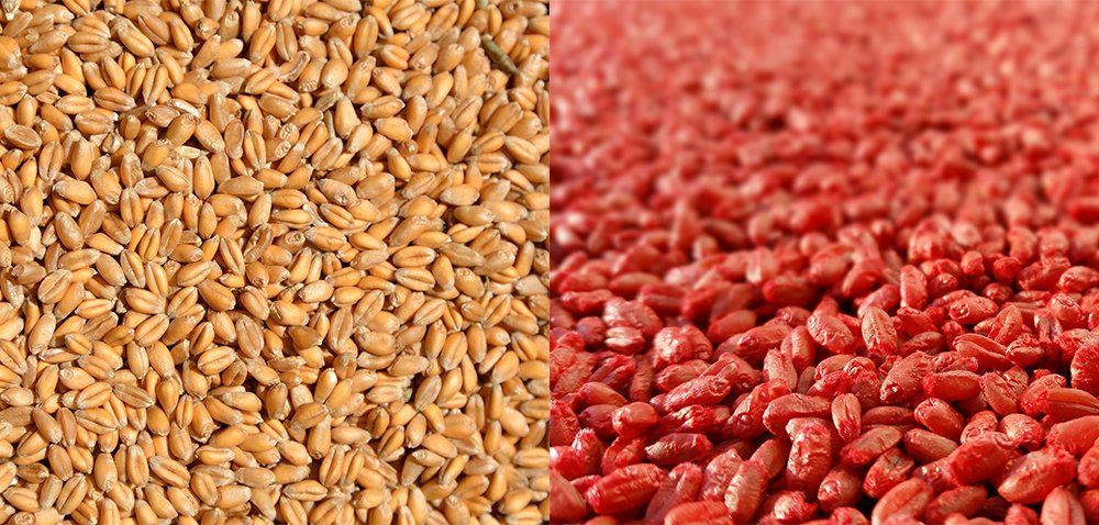Czyszczenie i zaprawianie nasion Najlepsza CENA !