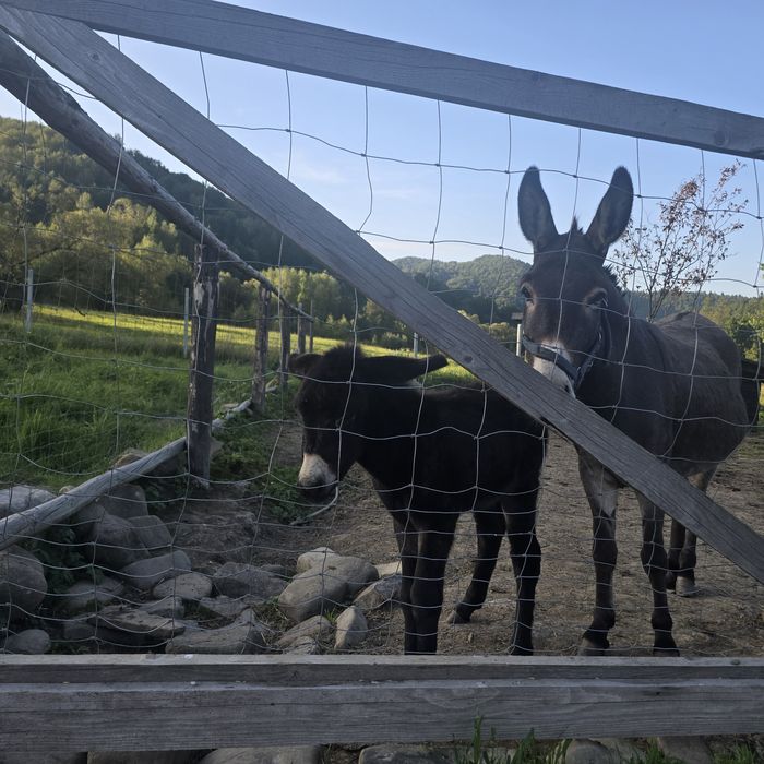 Osioł klacz 2025 rok