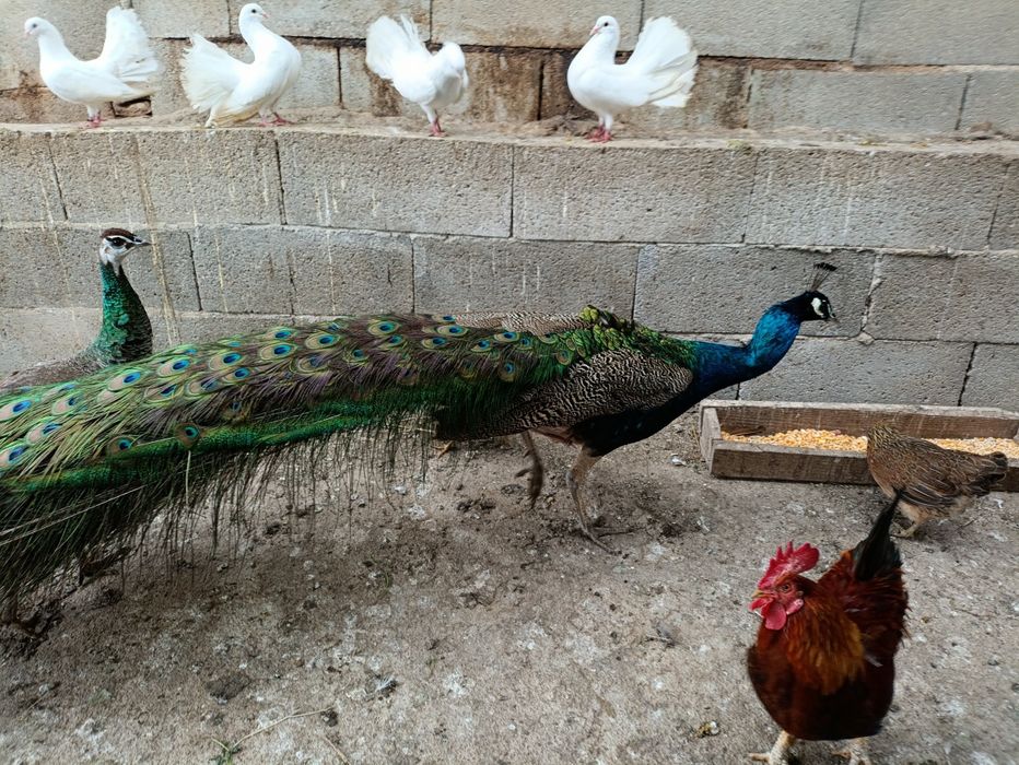 Ovos de pavão azul