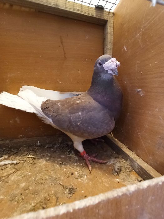 Gołębie staropolskie samiec