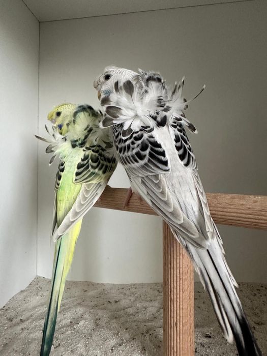 Casais de periquitos blackface