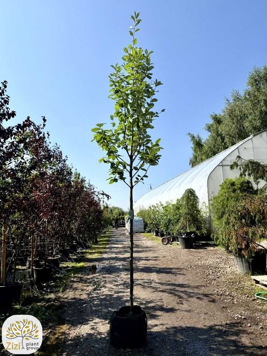jarząb mączny, Sorbus aria Lutescens i Majestica, obwody 8-14cm, srebrzyste liście