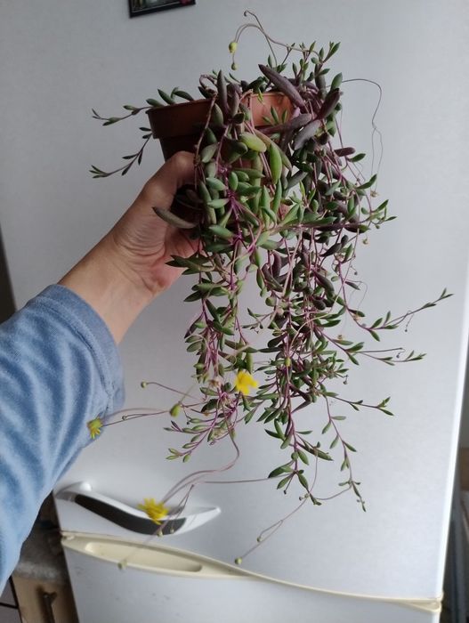 Крестовник Оттона ( рубиновые бусы).