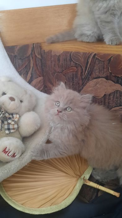 Кошенята британці хайленд
