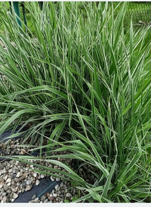 Bergenia, barwinek, paproć,  wiesiołek