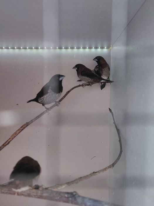 Diamante Mandarim, Babete e Bengalins