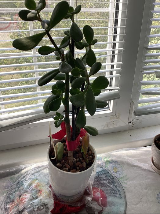 Денежное дерево.