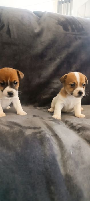 Jack Russell terrier