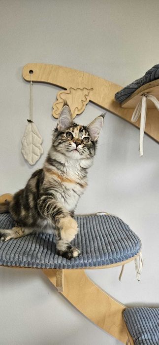 Kotka Maine Coon  miot "K" KARLA