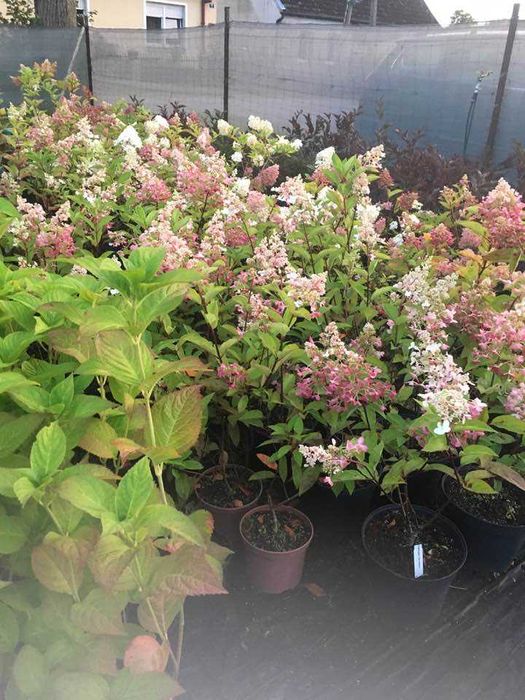 Hortensja hydrangea magical candlle w donicy