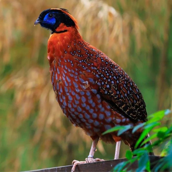 Faisões Tragopan
