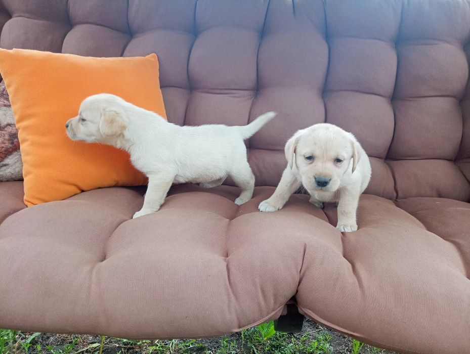 Цуценя породи лабрадор 2 місяці