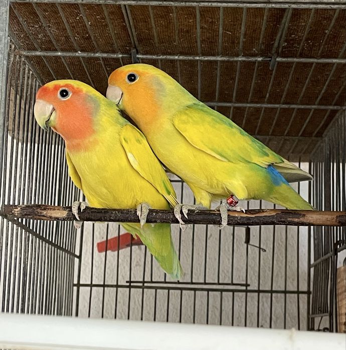 Casal rouseicollis adulto pronto a criar