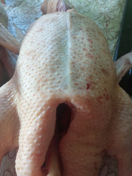 Młode kaczuszki i gęsi