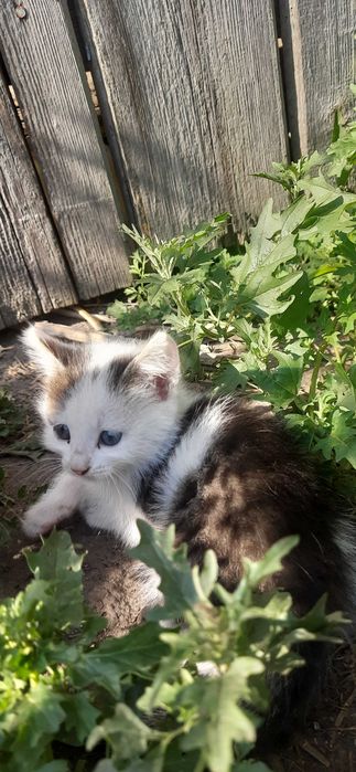 Кошенята, котята, гарнесенькі м.Лозова та околиці.
