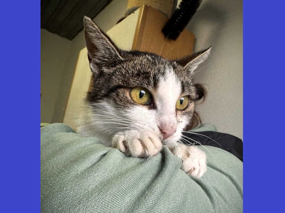 Przyjaciółka - kotka o hipnotyzujących oczach