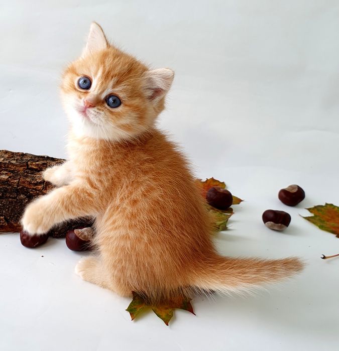 Киев Золотая шиншилла, породистые котята котенок котик, с документами