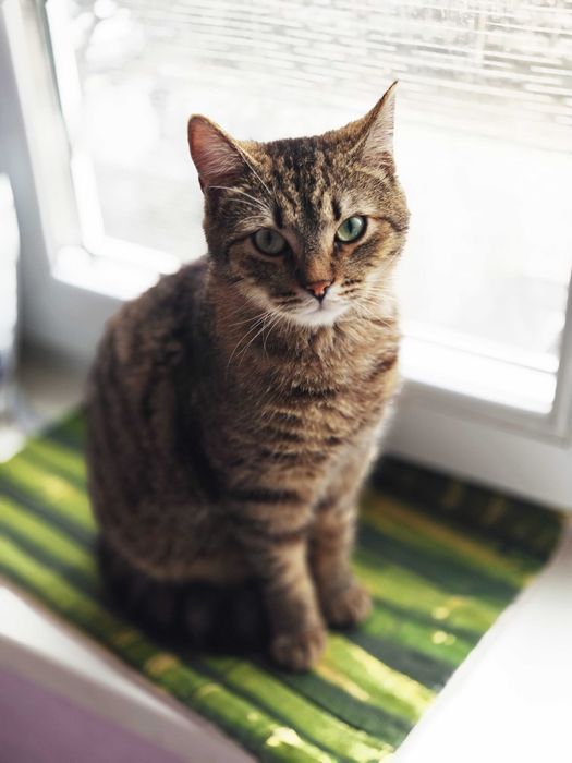 Ласун, 8 міс — домашній котик шукає новий дім // кошеня 8міс кіт кішка