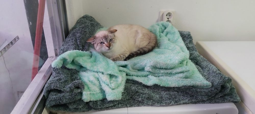 Gatinha junior esterilizada para adoção