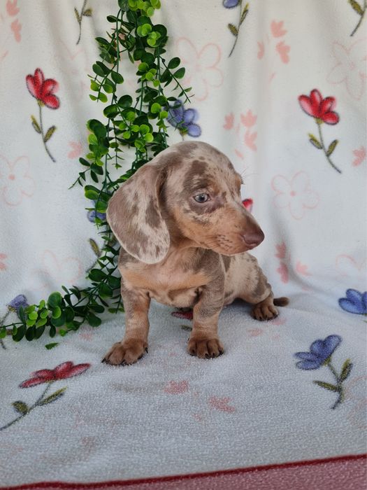 Estupendo menino mini/Kanichen teckel isabella arlequim de Qualidade