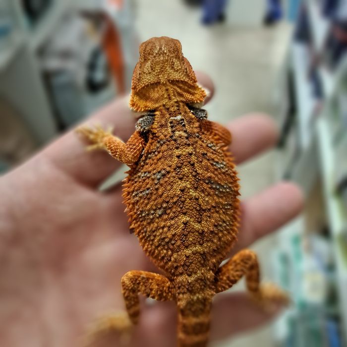 Agama brodata GRUBY KOCUR sklep zoologiczny Rzeszów ul. Leska 2